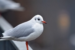 Chroicocephalus ridibundus