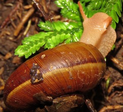Aperostoma amazonense