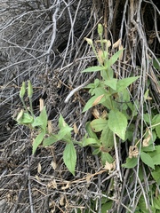 Erythranthe verbenacea