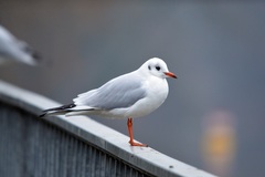 Chroicocephalus ridibundus