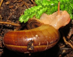 Aperostoma amazonense