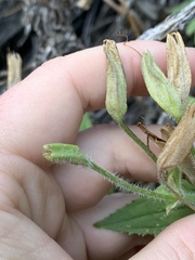 Erythranthe verbenacea