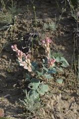 Hedysarum gypsaceum
