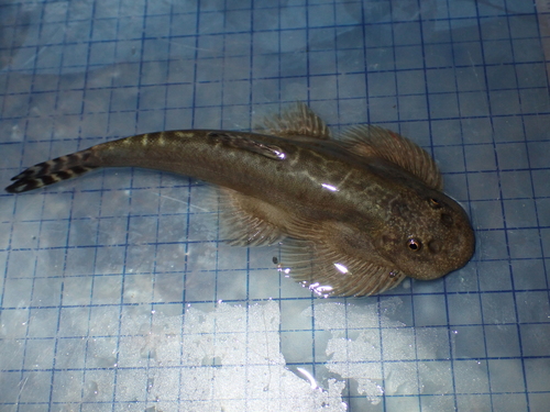 Taiwan hillstream loach (Hemimyzon formosanus) — Balitoridae — 2