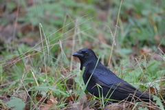 Corvus corone