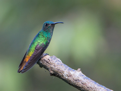 Chrysuronia oenone