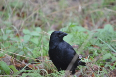 Corvus corone