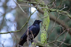 Corvus corone