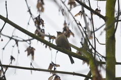 Fringilla coelebs