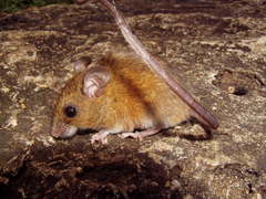 Reithrodontomys gracilis