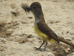 Myiarchus panamensis
