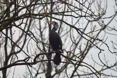 Phalacrocorax carbo