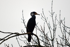 Phalacrocorax carbo