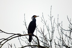 Phalacrocorax carbo