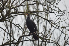 Phalacrocorax carbo