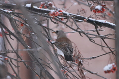 Turdus pilaris