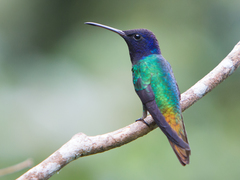 Chrysuronia oenone