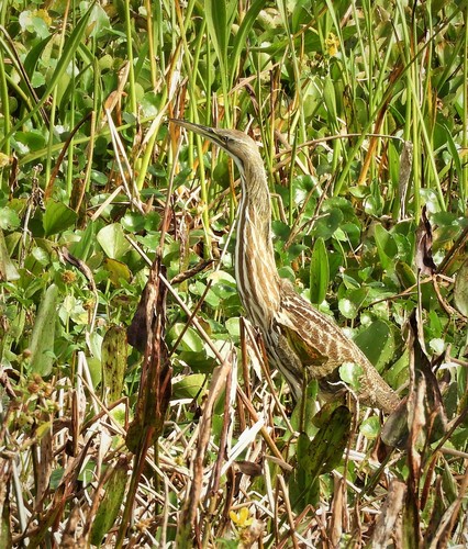 Botaurus lentiginosus image