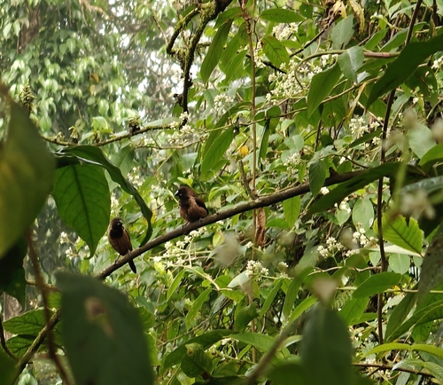 Black-throated Munia (Lonchura kelaarti), photo 6