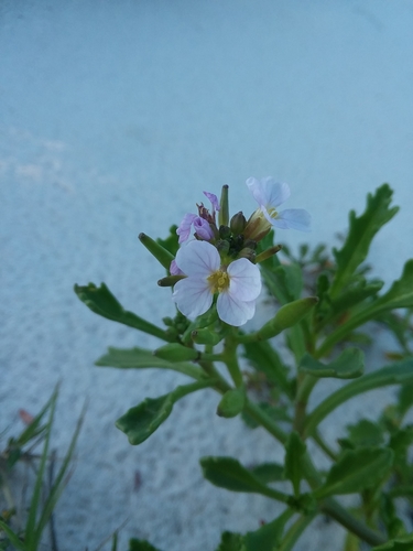 Image of Cakile constricta by (c) Will McFarland, some rights reserved (CC BY)