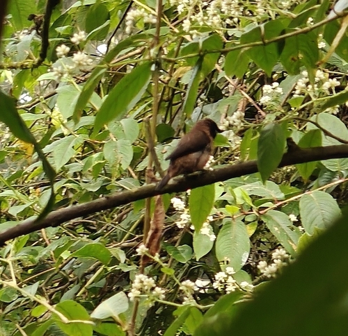 Black-throated Munia (Lonchura kelaarti), photo 7