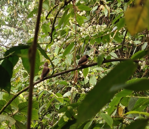 Black-throated Munia (Lonchura kelaarti), photo 10