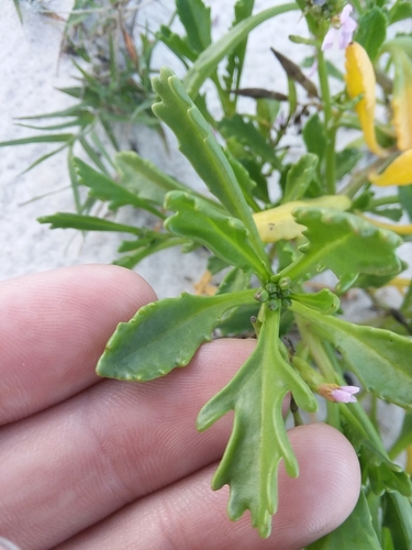 Image of Cakile constricta by (c) Will McFarland, some rights reserved (CC BY)