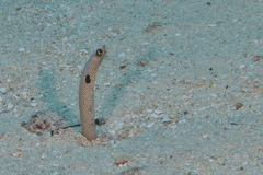 Heteroconger hassi