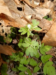 Phacelia ranunculacea