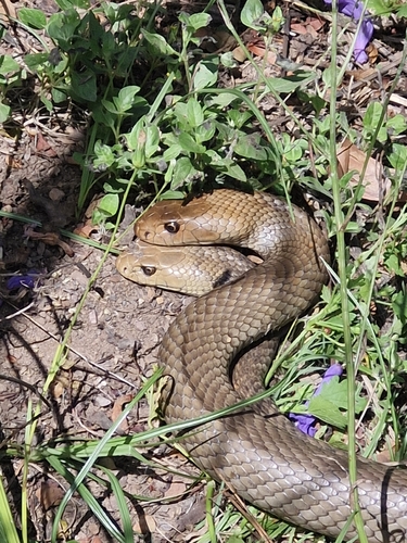 Eastern Brown Snake sighting