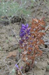 Orobanche amoena