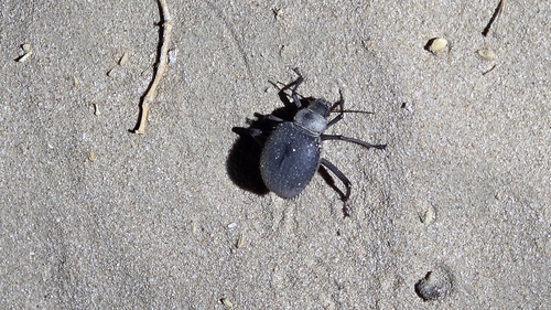 Urchin Beetle