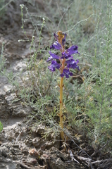 Orobanche amoena