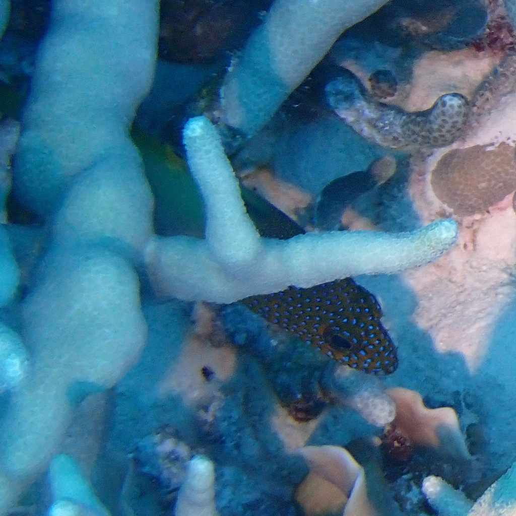 Blue-finned Rock Cod