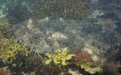 Orectolobus halei