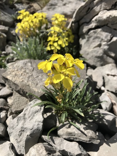 Erysimum linariifolium