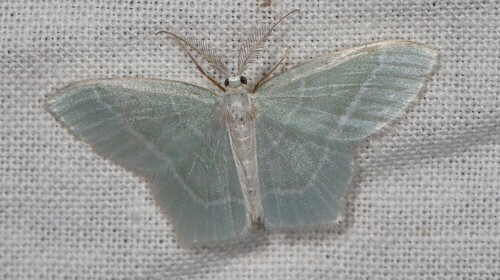 Little Emerald, Wageningen, NL-GE, NL, photo 5 of 10