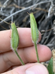 Erythranthe verbenacea