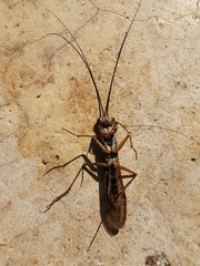 Mantoida maya