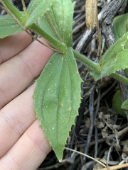 Erythranthe verbenacea