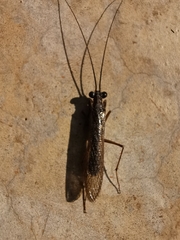 Mantoida maya