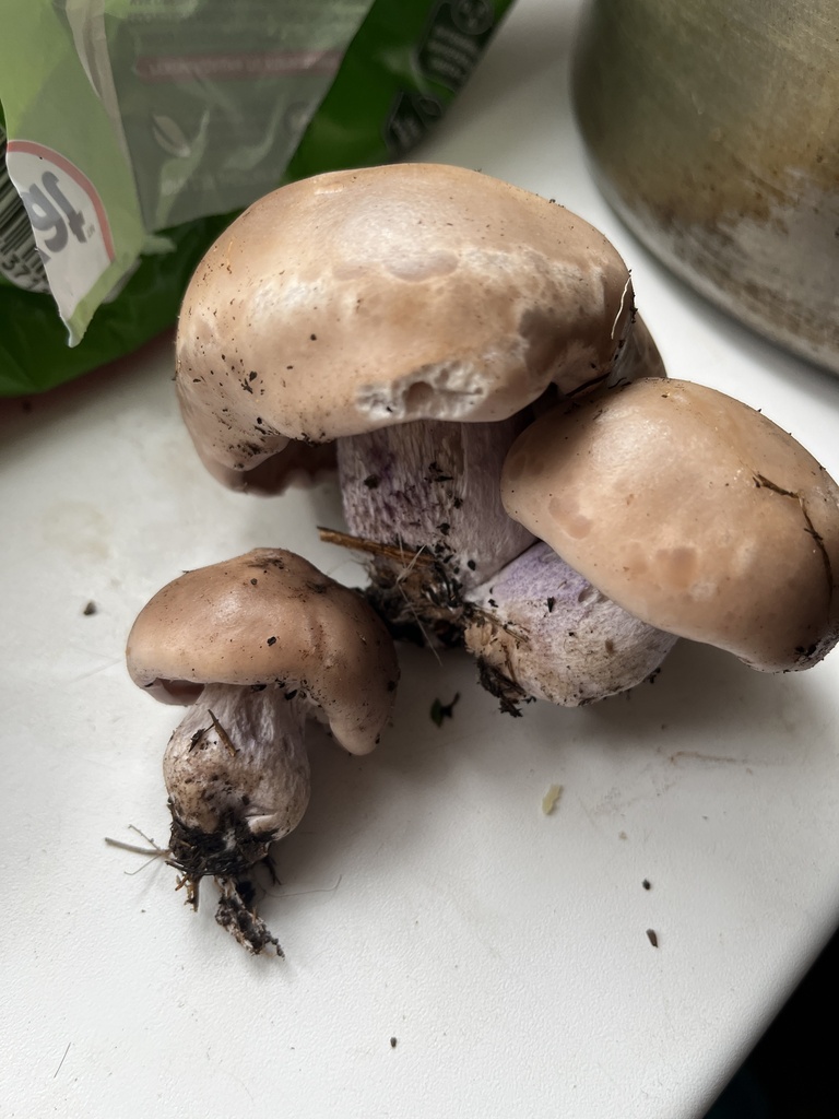 Collybia personata · November 2025 · photo: © shatrova71 (iNaturalist, cc-by)