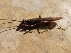 Mantoida maya