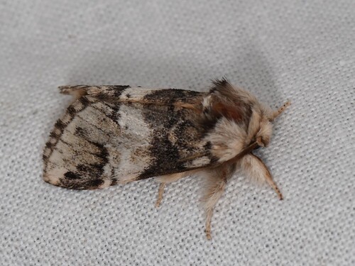 Marbled Brown, Wageningen, NL-GE, NL, photo 6 of 10