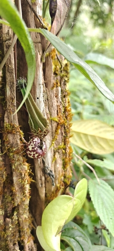 Ceropegia decaisneana