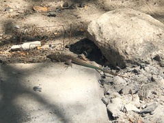 Cnemidophorus murinus