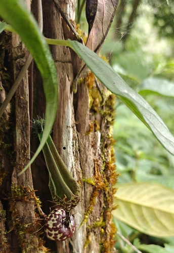 Ceropegia decaisneana
