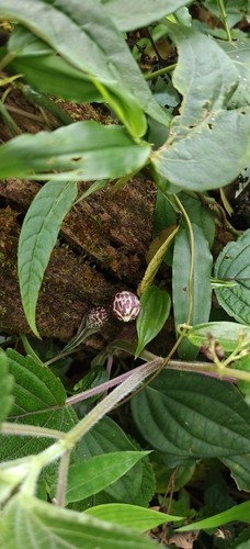 Ceropegia decaisneana