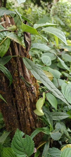 Ceropegia decaisneana
