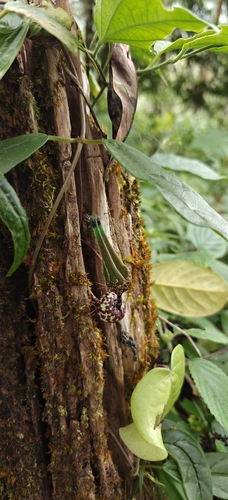 Ceropegia decaisneana